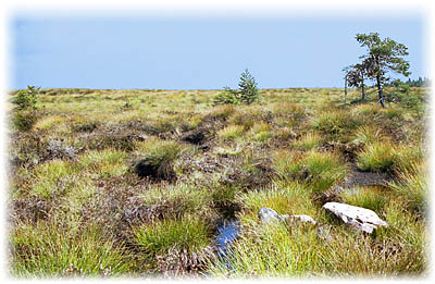 Wanderung durchs Hochmoor