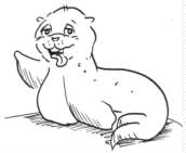 Ein lustiger Seehund